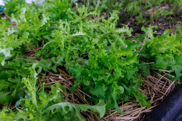 Vibrant Green Oak Lettuce Growing in an Organic Garden Bed