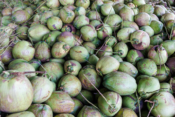 Abundant Harvest: Fresh Green Coconuts Piled High in a Tropical Processing Facility