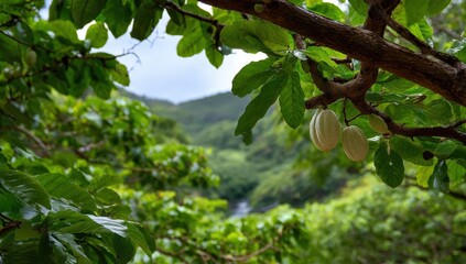 Obraz premium Cocoa pods on a lush tree
