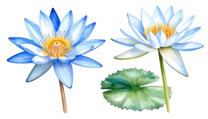 Two watercolor water lilies, one blue, one white, with a lily pad