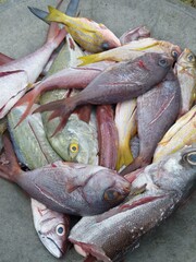 A wide variety of freshly caught tropical fish are displayed on a flat surface.