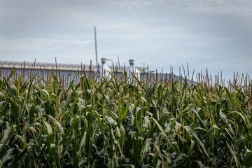 Close-up view of tall green corn plants with tassels, with blurred farm silos and a building in the background. © Emvats