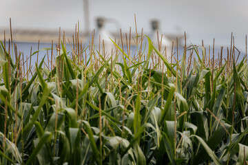 Close-up view of tall green corn plants with tassels, with blurred farm silos and a building in the background. © Emvats