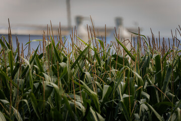 Fototapeta premium Close-up view of tall green corn plants with tassels, with blurred farm silos and a building in the background.