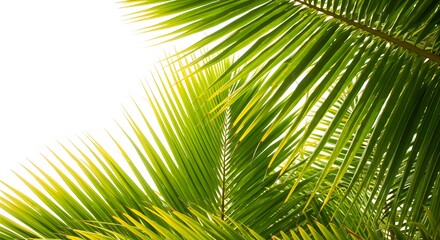 Fototapeta premium Lush green palm leaves with bright sunlight filtering through, creating a tropical paradise ambiance on a clear sunny day
