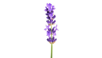 Naklejka premium Single lavender sprig, purple flowers, green stem, isolated on white