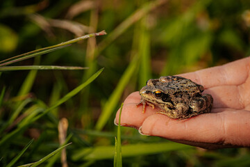 A small frog sits on a person’s hand near green grass, showcasing its speckled skin, bright eyes, and natural camouflage in a close-up outdoor setting.