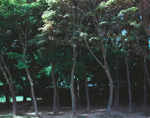Nature, green, and trees