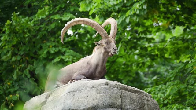 Majestic alpine ibex resting on a large rock surrounded by lush green forest