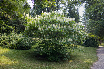 A walkway in a shady part of the park. A park with decorative flowering shrubs. A walk through the park in a shady part. A path of peace and relaxation in the park.