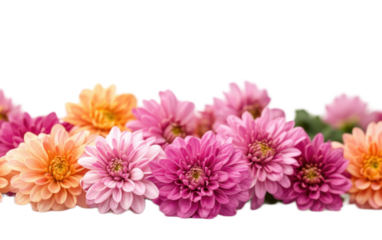 Chrysanthemums on white background,png