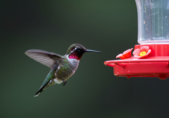 Fototapeta premium Ruby-Throated Hummingbird at Feeder