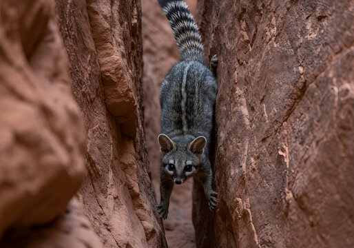 Ringtail Navigating a Narrow Canyon