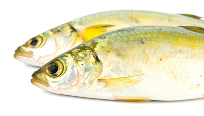 Two whole fish, pale yellow-green, lie side by side against a white background