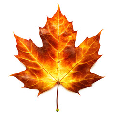 autumn maple leaf isolated on white background. PNG Transparent file type with high definition quality And vibrant color grading Available.