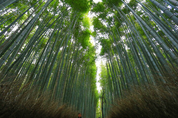 Fototapeta premium A scenic bamboo forest pathway in Arashiyama Bamboo Grove, Kyoto, Japan.