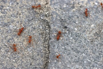 Asian weaver ant or Orange gaster (Oecophylla smaragdina) on ground