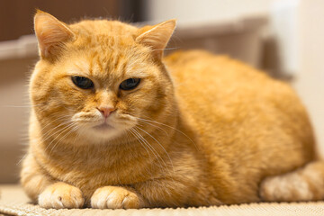  ふんわりとした毛並みが美しいおすまし顔のマンチカンの姿
