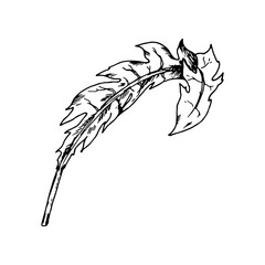Hand drawn vector illustration of a jagged leaf, resembling dandelion or chicory foliage. Black and white botanical sketch, isolated on black background. Suitable for prints, labels and packaging