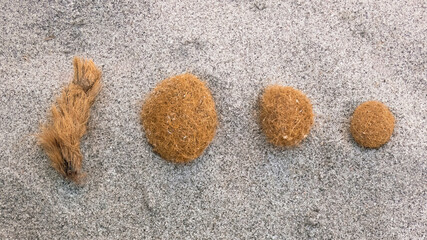 Sea balls or Neptune balls (aegagropila) on the sand of an Italian beach