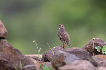 Rock bush quail (Perdicula argoondah), female at Bhigwan, Maharashtra, India	
