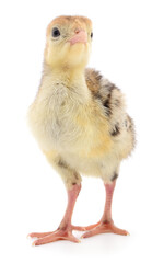 Obraz premium Turkey chick isolated on white background