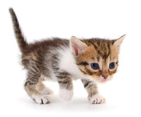 Obraz premium Cute kitten isolated on white background