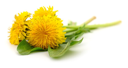 Fresh dandelion flower bouquet with green leaves isolated on white