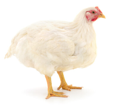 White broiler chicken isolated on white background