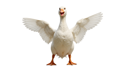 Dynamic White Goose with Wide Open Wings and Beak, Isolated on Clean Background. Happy farm bird with orange feet and feathers, expressive and cheerful.