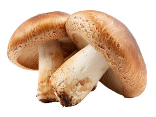 Fototapeta premium Two Fresh Brown Mushrooms