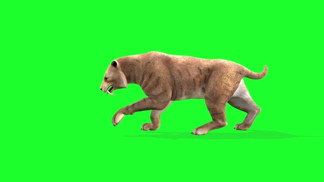 Saber Tooth Cat Idle