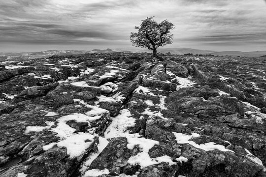 Monochrome winter landscape with lone Hawthorn tree on limestone pavement