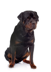 Fototapeta premium adult male rottweiler
