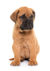 Obraz premium puppy bull mastiff