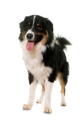 Fototapeta premium tricolor australian shepherd