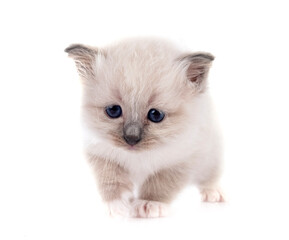 kitten birman cat in studio
