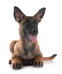 puppy malinois in studio