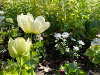 white flowers in the garden