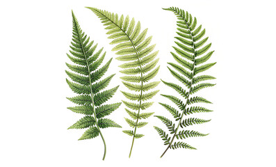fern leaf isolated on white background. PNG Transparent file type with high definition quality And vibrant color grading Available.