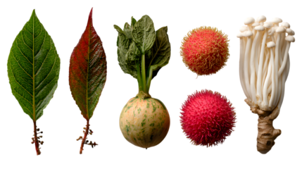 Exotic fruits and vegetables in a botanical still life arrangement, vibrant colors and interesting textures isolated on white background