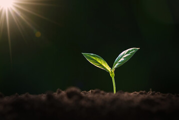 small green plant is growing in the dirt