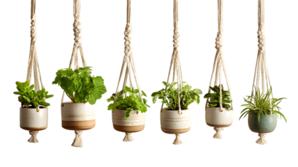 Bohemian vibes with hanging plants in macrame planters perfect for a modern home decor update isolated on white background