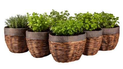 Fresh herbs in rustic woven pots offer natural flavor and healthy living for mindful consumers isolated on white background