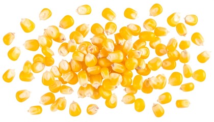 Scattered Corn Kernels with White Background.