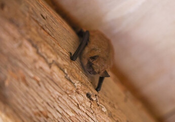 Chauve souris endormie accrochée à sa poutre