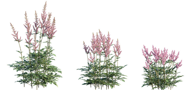 Set of Astilbe chinensis (commonly known as false goat's beard, tall false-buck's-beard, Chinese astilbe) isolated png on a transparent background perfectly cutout high resolution