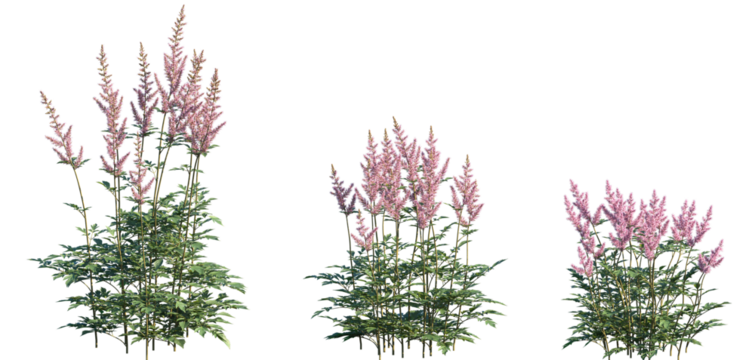 Set of Astilbe chinensis (commonly known as false goat's beard, tall false-buck's-beard, Chinese astilbe) isolated png on a transparent background perfectly cutout high resolution