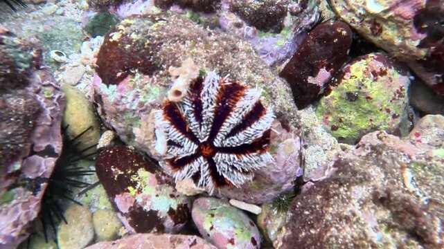 Tripneustes gratilla (collector urchin, halloween urchin, Echinus gratilla) in the water. Collector urchins are dark in color, usually bluish-purple with white spines.