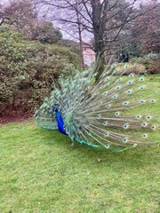 Obraz premium Isola madre - Laggo Maggiore - Italy